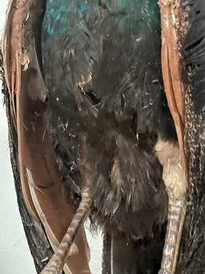 Taxidermy peacock