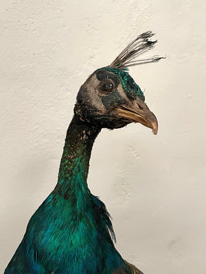 Taxidermy peacock