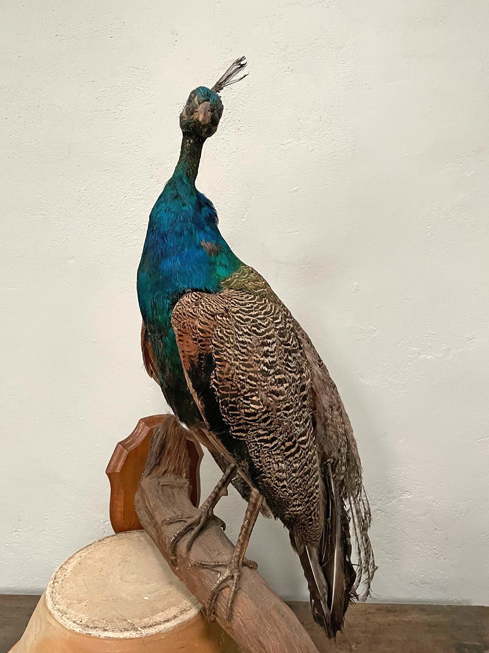 Taxidermy peacock