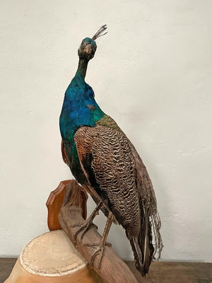 Taxidermy peacock