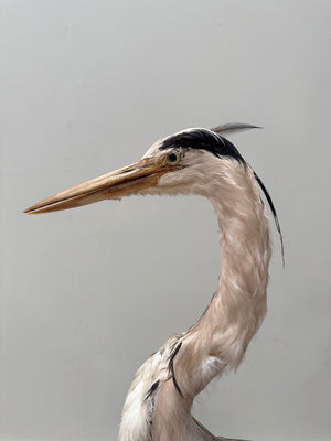 Taxidermy heron