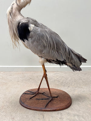 Taxidermy heron