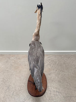 Taxidermy heron