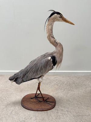 Taxidermy heron