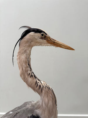 Taxidermy heron