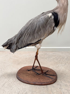 Taxidermy heron