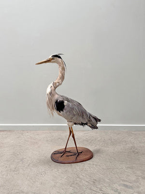 Taxidermy heron