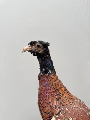 Taxidermy pheasant