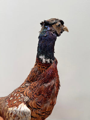 Taxidermy pheasant