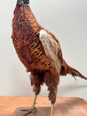Taxidermy pheasant