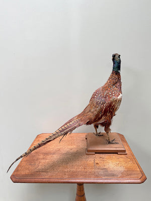 Taxidermy pheasant