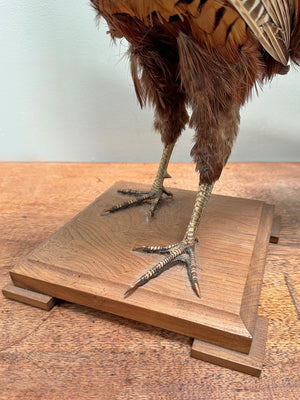 Taxidermy pheasant