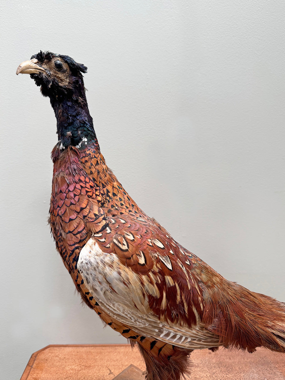 Taxidermy pheasant