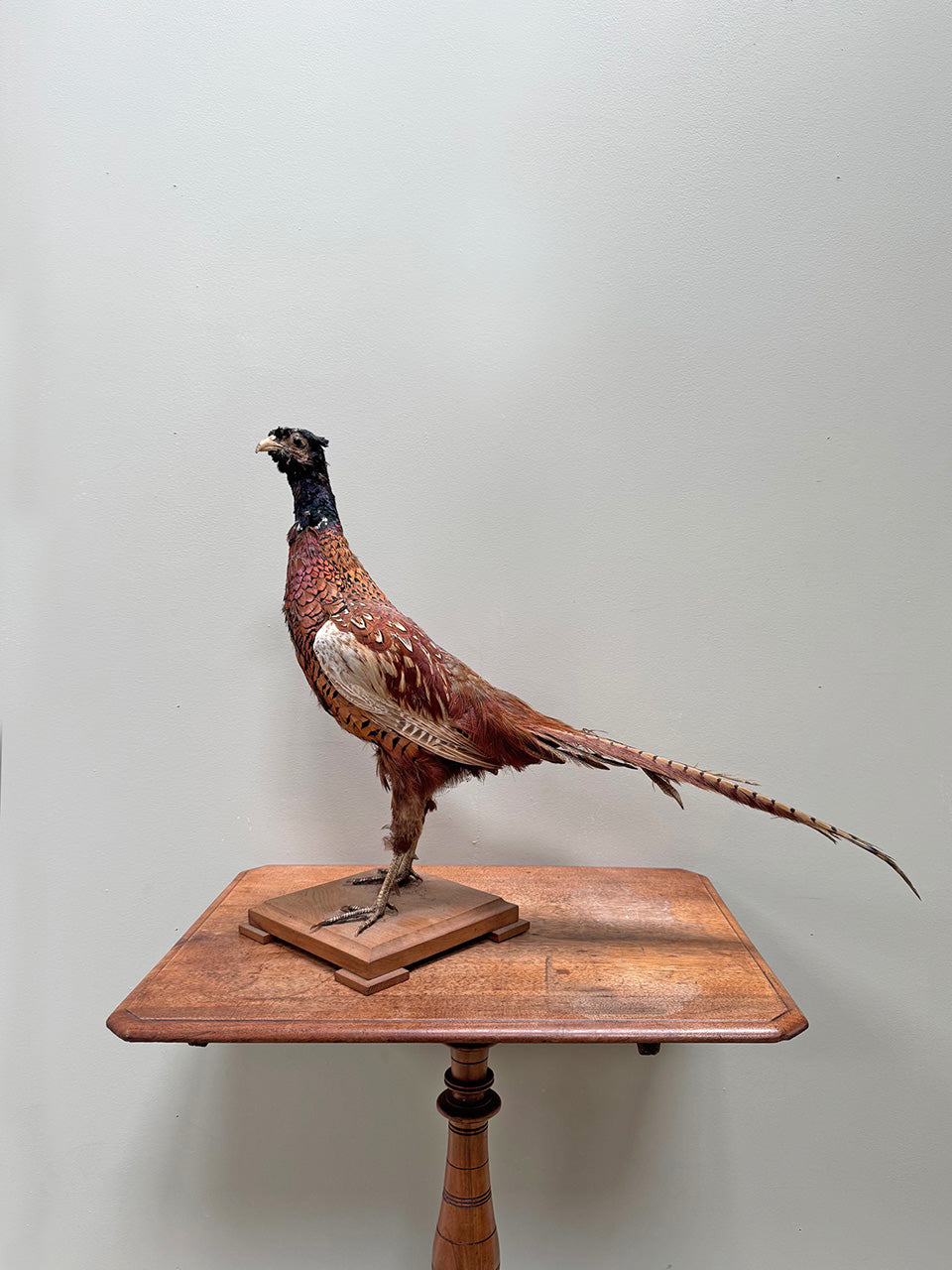 Taxidermy pheasant