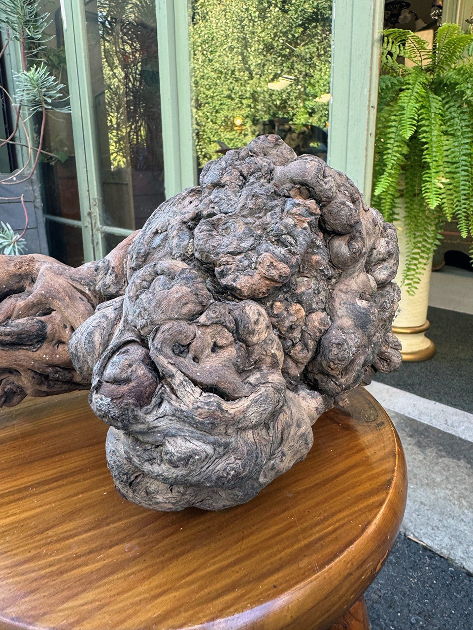 Gnarled vine root