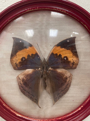 Framed butterfly