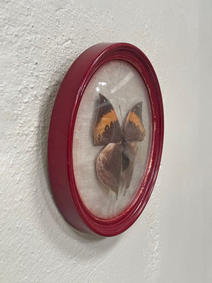 Framed butterfly