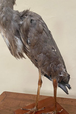 Taxidermy heron