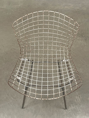 Pair of  side chairs by Harry Bertoia