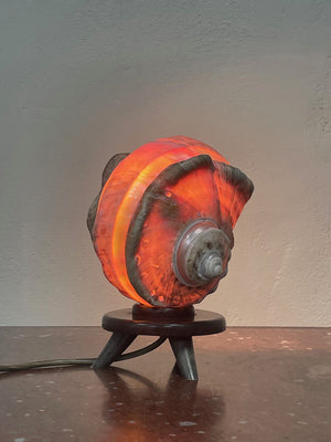 Shell table lamp