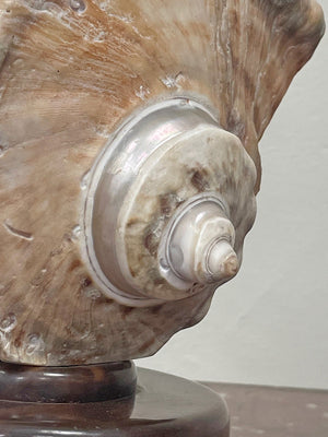 Shell table lamp