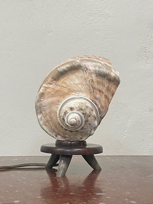 Shell table lamp